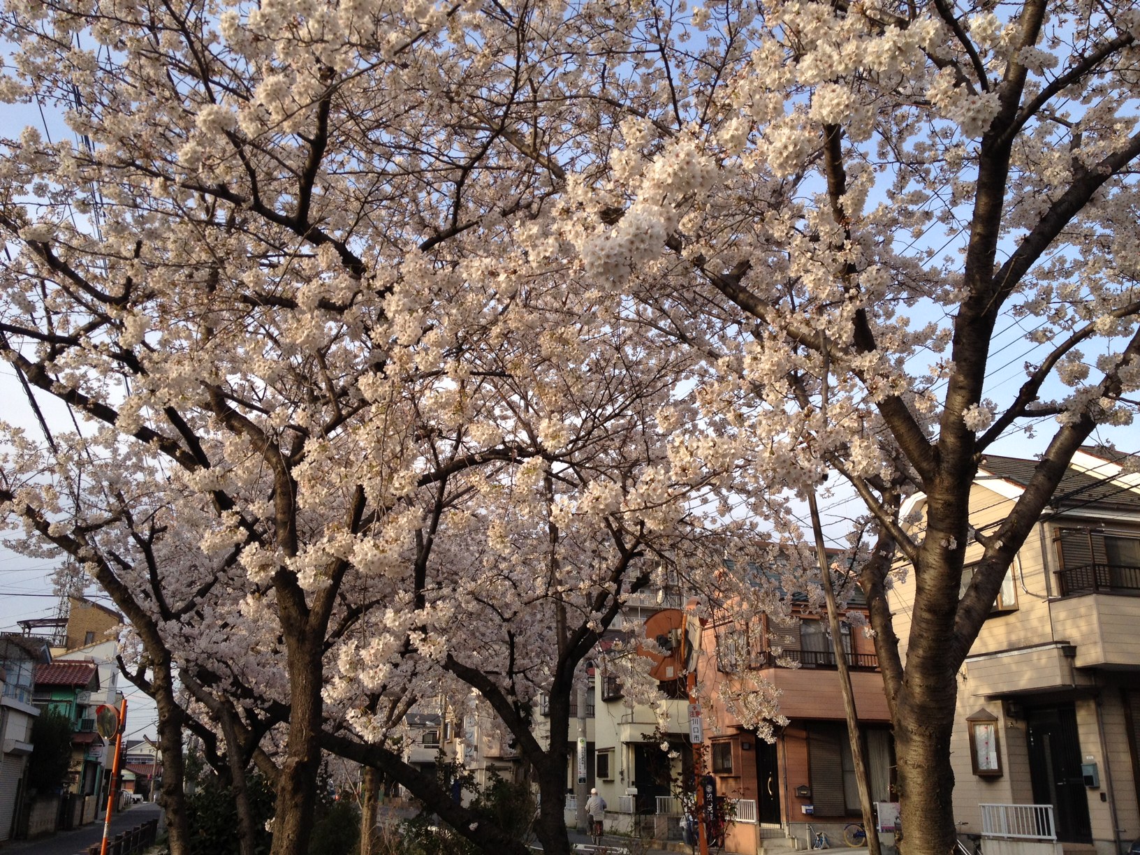 川口市辻の永堀川公園の桜 川口市辻の永堀川公園の桜