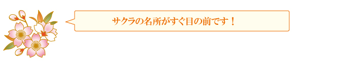 サクラの名所がすぐ目の前です! サクラの名所がすぐ目の前です!